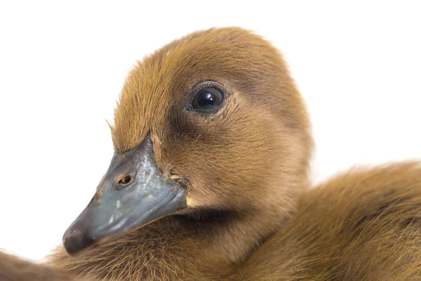 Duckling Indiaanse Runner Duck Geïsoleerd Een Witte Achtergrond — Stockfoto