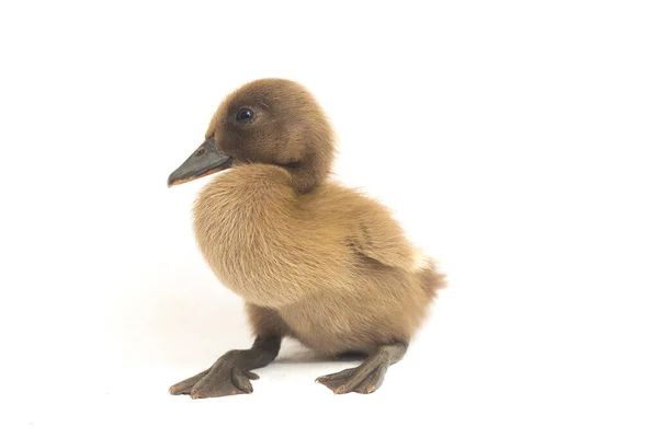 Close Grey Cute Duckling Indian Runner Duck Isolated White Background — Stock Photo, Image