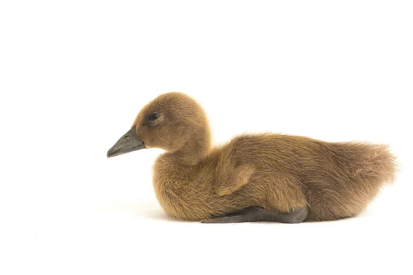 Close Grey Cute Duckling Indian Runner Duck Isolated White Background — Stock Photo, Image
