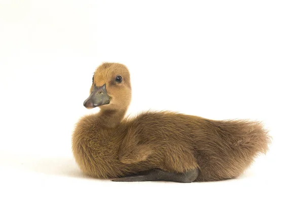 Close Grey Cute Duckling Indian Runner Duck Isolated White Background — Stock Photo, Image