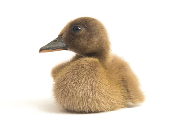 Close Grey Cute Duckling Indian Runner Duck Isolated White Background — Stock Photo, Image