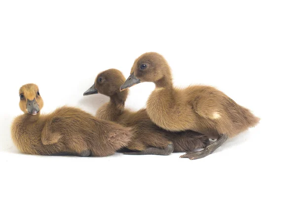 Ördek Yavrusu Hint Koşucu Ördek Beyaz Arka Planda Izole Edilmiş Telifsiz Stok Fotoğraflar