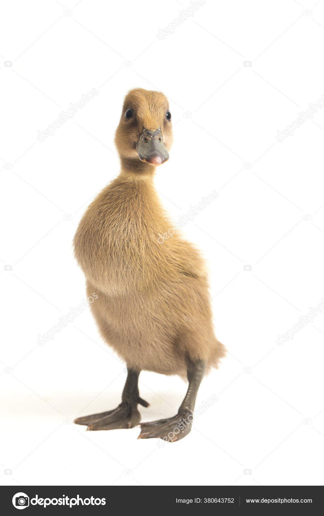 Gros Plan Canard Gris Mignon Canard Coureur Indien Isole Sur Image Libre De Droit Par Dwiputra18 Gmail Com C