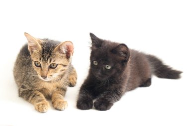 Güzel yerli küçük kahverengi kedi ve siyah kedi beyaz arka planda izole edilmiş.