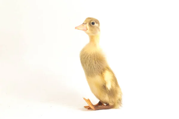 Yellow Duckling Indian Runner Duck Isolated White Background — Stock Photo, Image