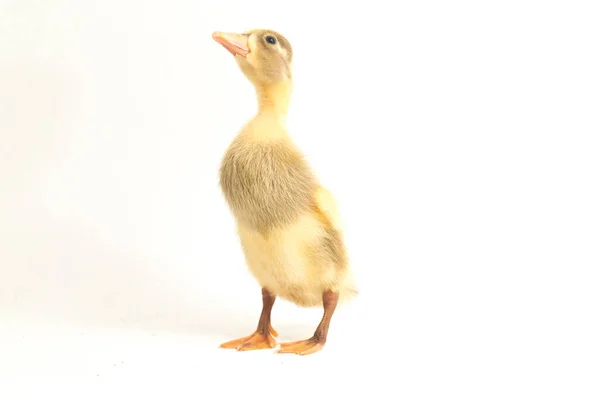 Yellow Duckling Indian Runner Duck Isolated White Background — Stock Photo, Image