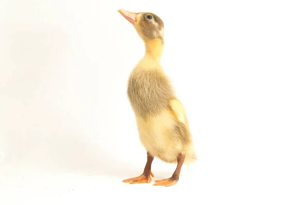 Yellow Duckling Indian Runner Duck Isolated White Background — Stock Photo, Image