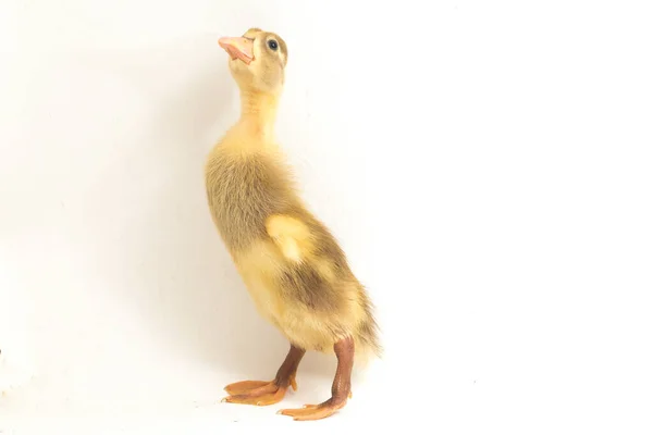 Yellow Duckling Indian Runner Duck Isolated White Background — Stock Photo, Image