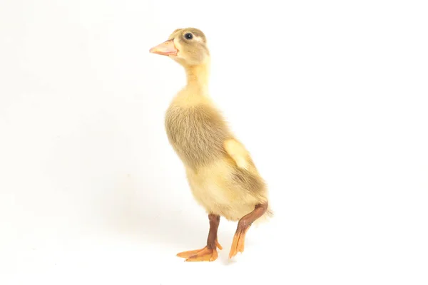 Yellow Duckling Indian Runner Duck Isolated White Background — Stock Photo, Image