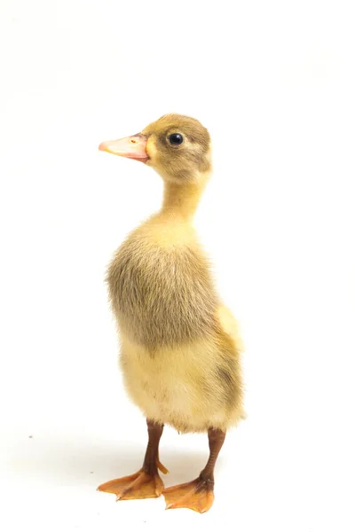 Yellow Duckling Indian Runner Duck Isolated White Background — Stock Photo, Image