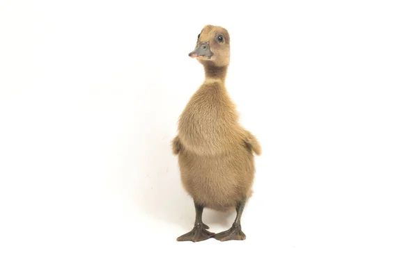 Close Grey Cute Duckling Indian Runner Duck Isolated White Background — Stock Photo, Image