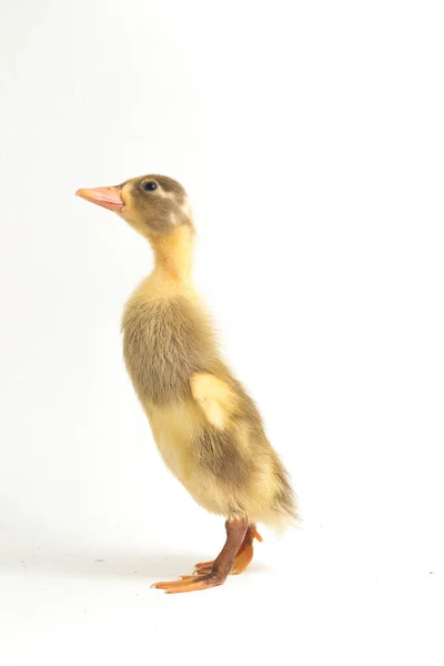 Yellow Duckling Indian Runner Duck Isolated White Background — Stock Photo, Image