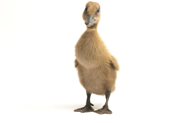 Gri Şirin Ördek Yavrusunu Kapatın Hint Koşucu Ördek Beyaz Arka — Stok fotoğraf