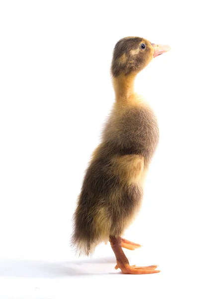 Close Grey Cute Duckling Indian Runner Duck Isolated White Background — Stock Photo, Image