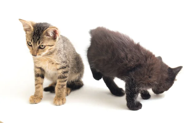 Gato Cinzento Marrom Pequeno Doméstico Bonito Gato Preto Isolado Fundo — Fotografia de Stock