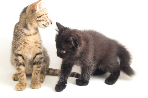 Gato Cinzento Marrom Pequeno Doméstico Bonito Gato Preto Isolado Fundo — Fotografia de Stock