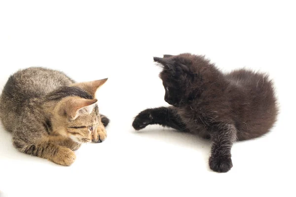 Schöne Häusliche Kleine Braune Graue Katze Und Schwarze Katze Isoliert — Stockfoto