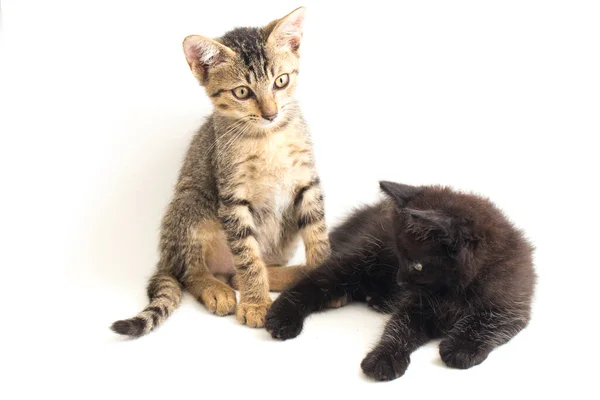 Домашний Маленький Коричневый Кот Черная Кошка Изолированы Белом Фоне — стоковое фото