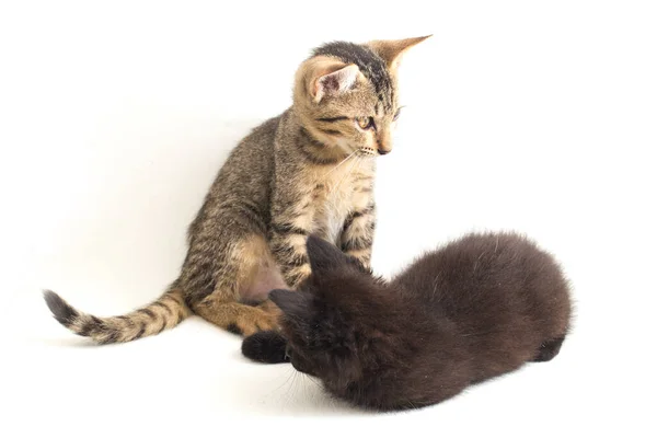 Gato Cinzento Marrom Pequeno Doméstico Bonito Gato Preto Isolado Fundo — Fotografia de Stock