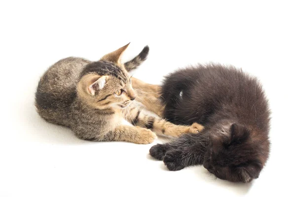 Gato Cinzento Marrom Pequeno Doméstico Bonito Gato Preto Isolado Fundo — Fotografia de Stock