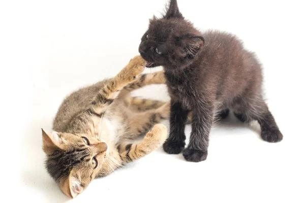 Gato Cinzento Marrom Pequeno Doméstico Bonito Gato Preto Isolado Fundo — Fotografia de Stock