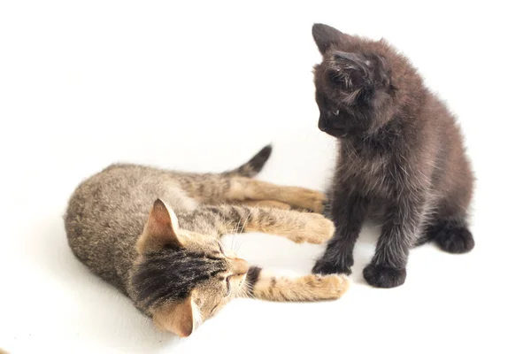 Mooie Huiselijke Kleine Bruine Grijze Kat Zwarte Kat Geïsoleerd Een — Stockfoto