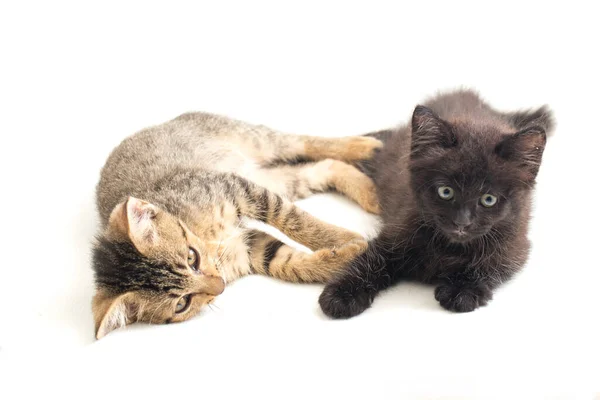 Schöne Häusliche Kleine Braune Graue Katze Und Schwarze Katze Isoliert — Stockfoto