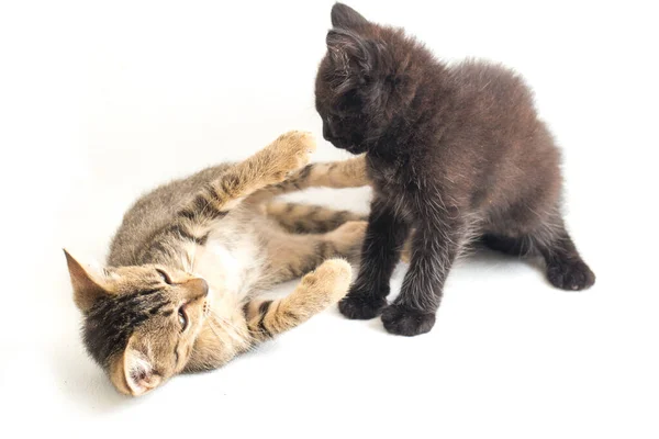 Beautiful Domestic Small Brown Gray Cat Black Cat Isolated White — Stock Photo, Image