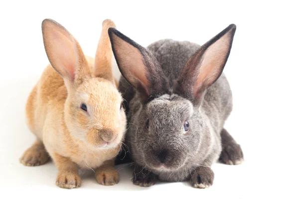 二つのかわいい赤茶色と灰色のレックスのウサギは白い背景に隔離 — ストック写真