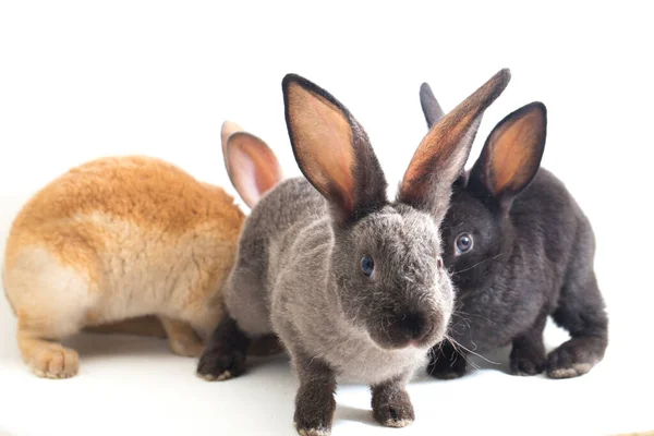 Trois Mignons Lapins Rex Noirs Rouges Bruns Gris Isolés Sur — Photo