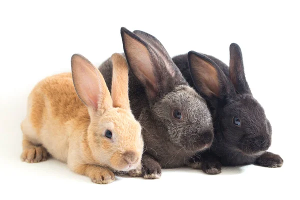 Троє Крихітних Чорних Червоних Сірих Кроликів Ізольованих Білому Тлі — стокове фото