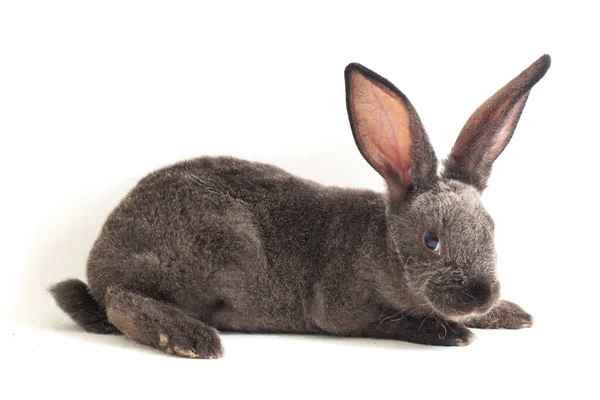 Cute Gray Rex Rabbits Isolated White Background — Stock Photo, Image