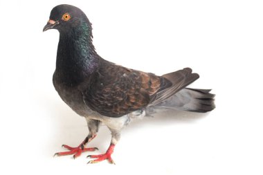 Genel gri siyah güvercin ya da güvercin beyaz arka planda izole edilmiş.