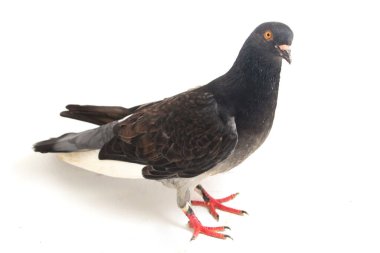 Genel gri siyah güvercin ya da güvercin beyaz arka planda izole edilmiş.
