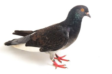 Genel gri siyah güvercin ya da güvercin beyaz arka planda izole edilmiş.