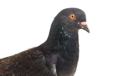 Genel gri siyah güvercin ya da güvercin beyaz arka planda izole edilmiş.