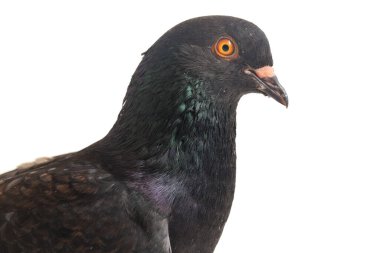 Genel gri siyah güvercin ya da güvercin beyaz arka planda izole edilmiş.