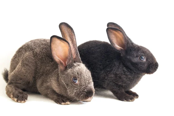 Deux Mignons Lapins Rex Noirs Gris Isolés Sur Fond Blanc — Photo