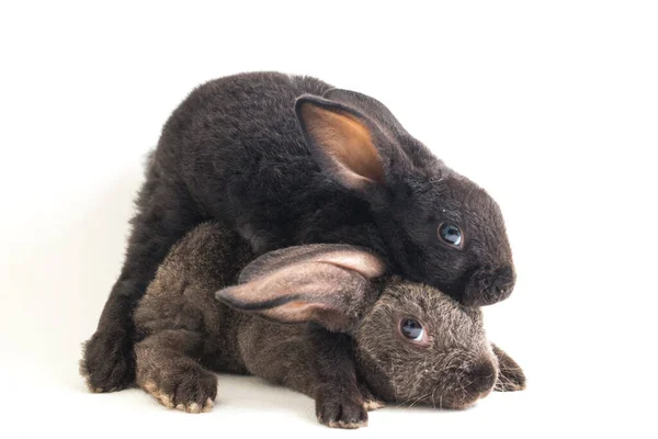 白地に隔離された黒とグレーの可愛い二匹のウサギ — ストック写真
