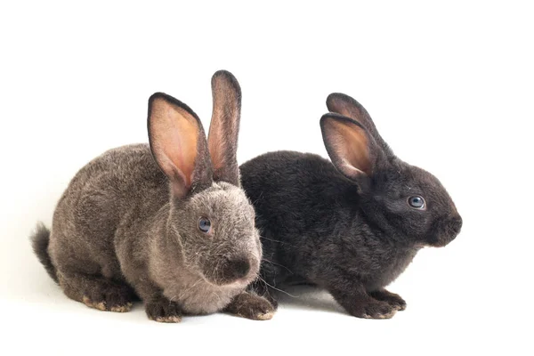 Два Милых Черных Серых Кроликов Рекс Изолированы Белом Фоне — стоковое фото