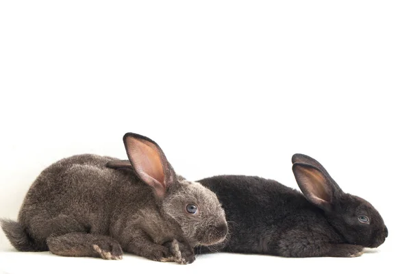 Two Cute Black Gray Rex Rabbits Isolated White Background — Stock Photo, Image