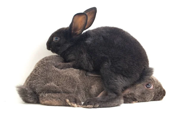 Deux Mignons Lapins Rex Noirs Gris Isolés Sur Fond Blanc — Photo