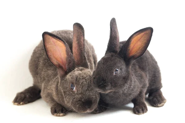 Дві Милі Чорно Сірі Кролики Рекс Ізольовані Білому Тлі — стокове фото