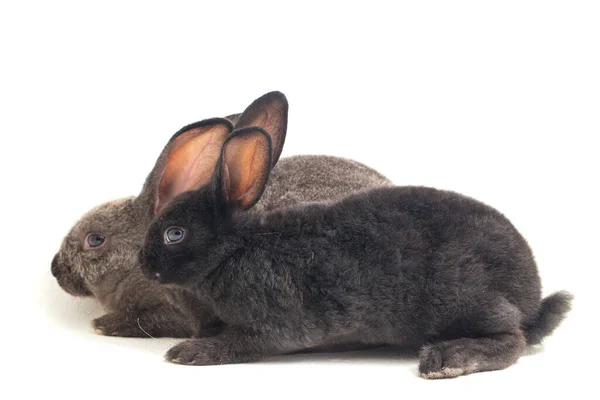 Dos Lindos Conejos Rex Negros Grises Aislados Sobre Fondo Blanco —  Fotos de Stock