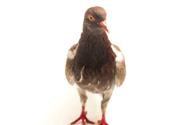 배경에 분리되어 일반적 비둘기나 비둘기 — 스톡 사진