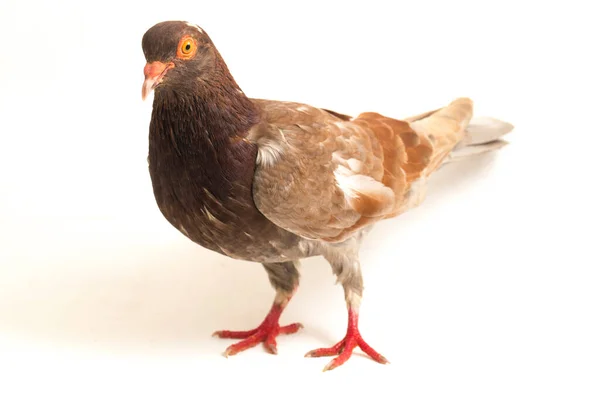 Common Brown Pigeon Dove Isolated White Background — Stock Photo, Image