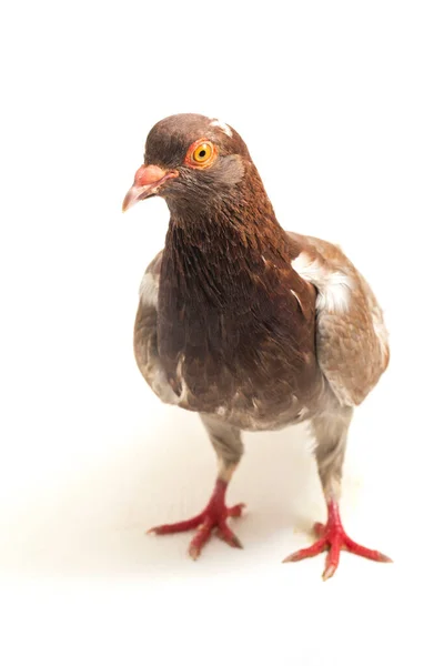 배경에 분리되어 일반적 비둘기나 비둘기 — 스톡 사진