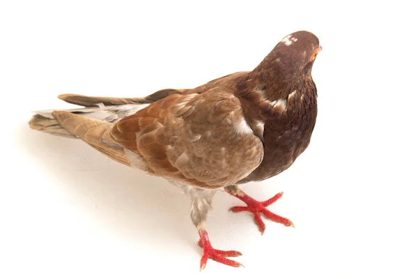 Common Brown Pigeon Dove Isolated White Background — Stock Photo, Image