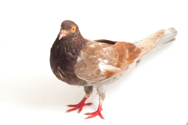 Common Brown Pigeon Dove Isolated White Background — Stock Photo, Image