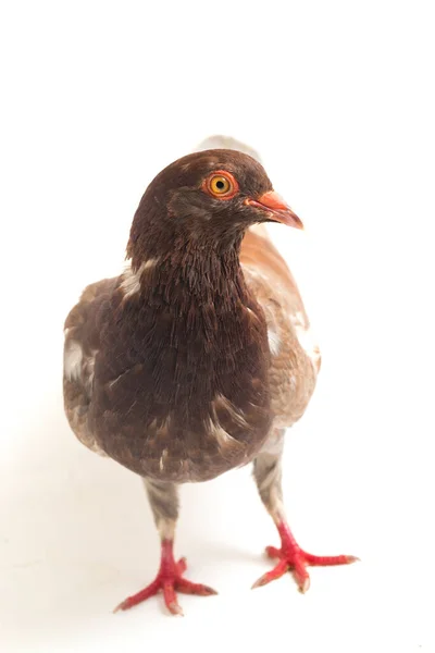 共通の褐色の鳩や鳩は白い背景に隔離され — ストック写真